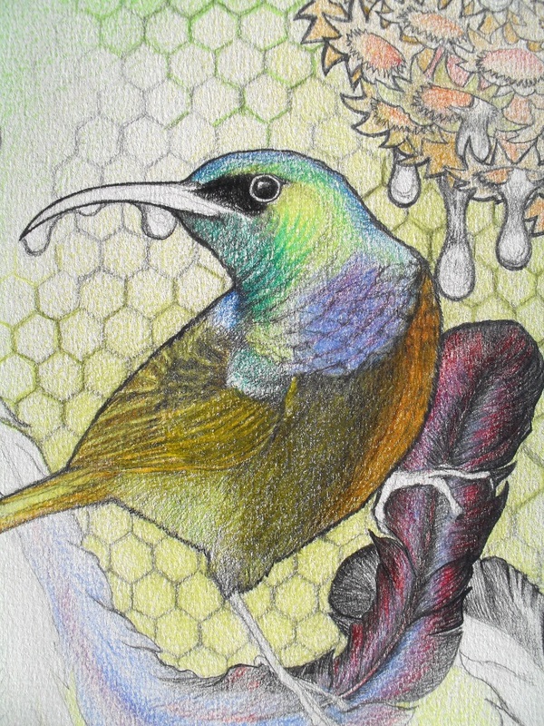 sunbird drawing close up
