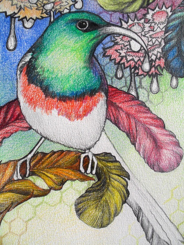 Bird art sunbird drawing
